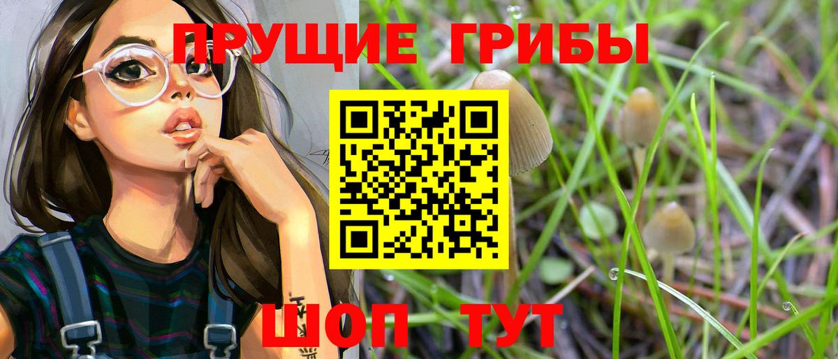 Мурино  Псилоцибиновые грибы мицелий  где можно купить   Вход с VPN  Галлюциногенные грибы Psilocybine cubensis 